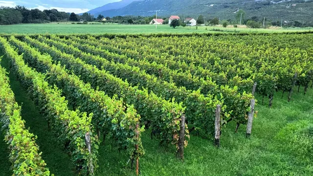 Organski vinograd u Crnoj Gori