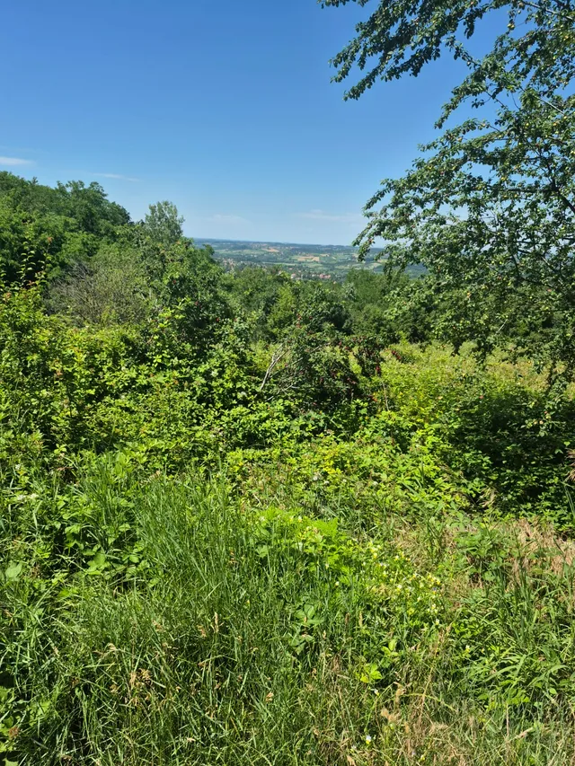11500m2 šume, 5km od Banje Vrujci